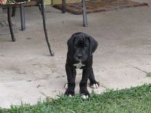 fds Offering : Adorable Great Dane puppies for Rehoming TXT 647-488-1755