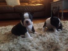 Pure Bred Full Pedigree Boston Terrier Pups for doption for a good home