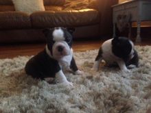 Pure Bred Full Pedigree Boston Terrier Pups for doption for a good home