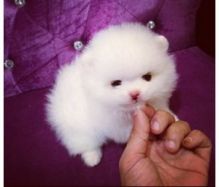 Valentiine gift. Pomeranian puppy on adoption//v.eronicaaz.er1@gmail.com