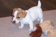 Pretty Jack Russel Pup for Adoption//ver.onicaaz.er1@gmail.com