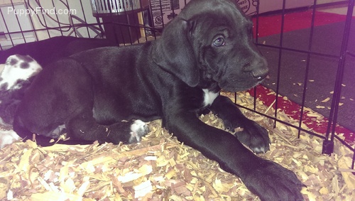 Adorable X-mass Great Dane puppies for Rehoming TXT 647-488-1755 Image eClassifieds4u