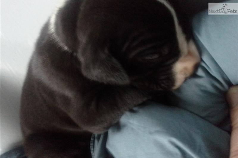 cvcv Offering : Adorable Great Dane puppies for Rehoming TXT 647-488-1755 Image eClassifieds4u