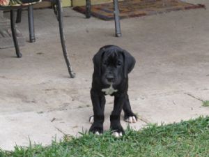 fds Offering : Adorable Great Dane puppies for Rehoming TXT 647-488-1755 Image eClassifieds4u