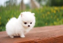 Amazing Toy Pomeranian Puppies for Good Homes//v.eronicaaz.er1@gmail.com Image eClassifieds4U