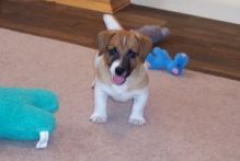 Adorable Jack Russell Puppies Available//ver.onicaaz.er1@gmail.com Image eClassifieds4U
