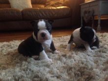 Pure Bred Full Pedigree Boston Terrier Pups for doption for a good home Image eClassifieds4u