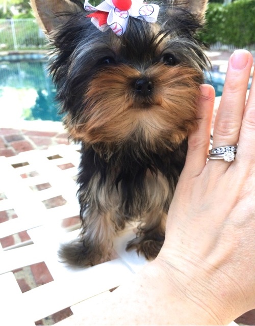 Super adorable tiny teacup Yorkie puppies. Plz text (443)808-0144 Image eClassifieds4u