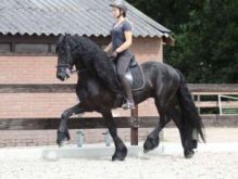 3rd Level IMPORTED Friesian Gelding for Adoption