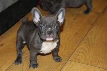 Awesome French Bulldog puppies Text (408) 638-4792