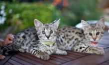 Beautiful savannah kittens for rehoming.