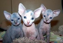 blue tuxedo Sphynx Kittens Available