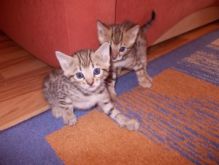 CUTE BENGAL KITTENS FOR RE-HOMING