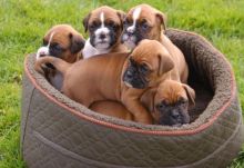 Cute Boxer Puppies For Sale, SMS (408) 800-1959