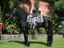 Friesian gelding available for adoption