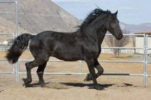 friesian mare horse for free adoption