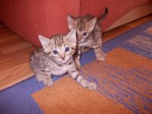 Gogees X Puckettpride Male and Female Bengal Kitten