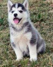Good Looking Siberian Husky Puppies For Sale, Text (408) 800-1959