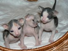 Healthy male and female Sphynx kittens Seeking new homes