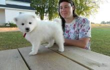 Loving Samoyed Puppies For Sale, Text (408) 800-1959