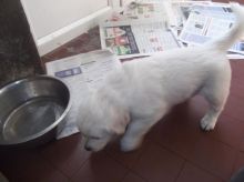 Male and Female Golden Retriever Puppies Available for x-mas
