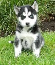 Male and female Siberian Husky Puppies For Sale, SMS (408) 800-1959