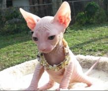 socailized sphynx for adoption as a Xmas Gift