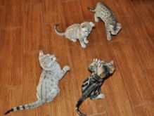 Stunning Pedigree Snow Bengal Kittens