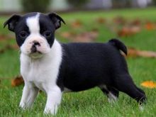 Sweet Boston Terrier Puppies For Sale, Text (408) 800-1959
