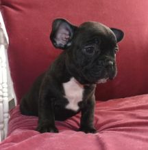 Top Quality French Bulldog Puppies For Sale, Text (408) 800-1959
