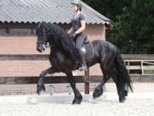 Young Energetic Friesian Horse for Adoption