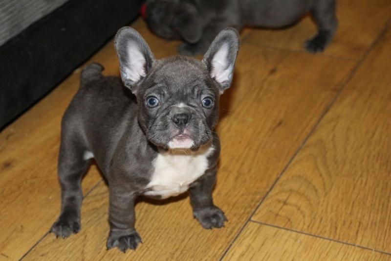 Awesome French Bulldog puppies Text (408) 638-4792 Image eClassifieds4u