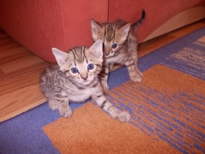Bengal Kittens Available now Image eClassifieds4u