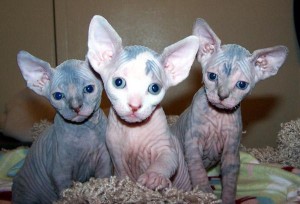 blue tuxedo Sphynx Kittens Available Image eClassifieds4u