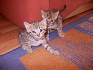 CUTE BENGAL KITTENS FOR RE-HOMING Image eClassifieds4u