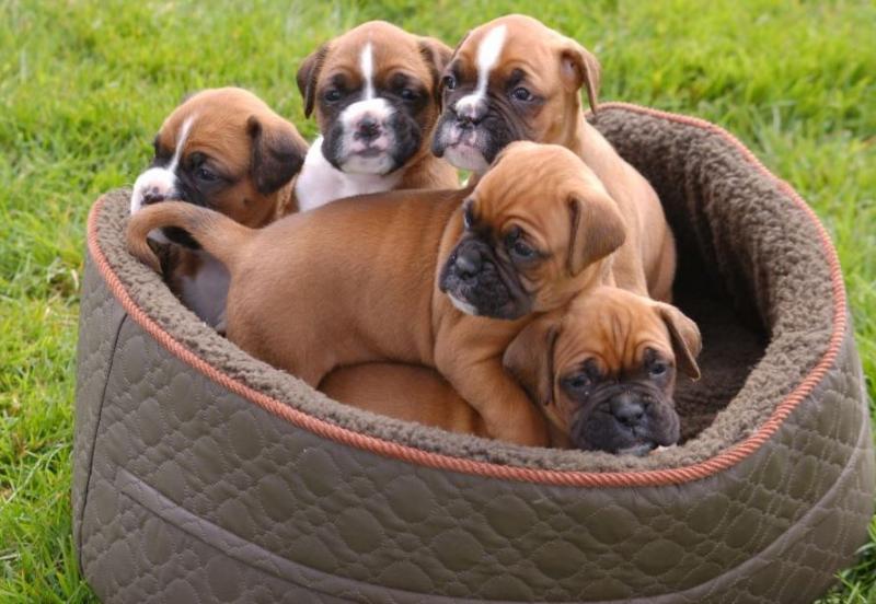Cute Boxer Puppies For Sale, SMS (408) 800-1959 Image eClassifieds4u