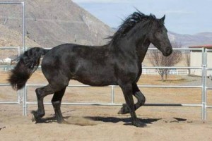 Extremely loving and kind natured Friesian horse available Image eClassifieds4u