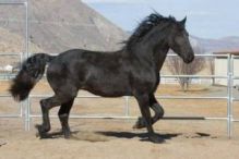 1 Friesian Gelding Horse for Sale Image eClassifieds4u 2