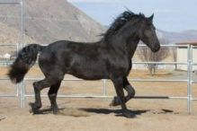 Black Friesian gelding available for sale Image eClassifieds4u 2