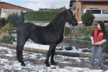 Extremely loving and kind natured Friesian horse available Image eClassifieds4u 1