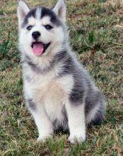 Good Looking Siberian Husky Puppies For Sale, Text (408) 800-1959 Image eClassifieds4U