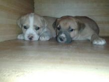 Homes wanted for boxer husky mix for any pet lovely for x-mas Image eClassifieds4U