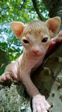 magnificent Male and Female Hairless Sphynx ready now for rehoming (FREE ADOPTION ) Image eClassifieds4u 2