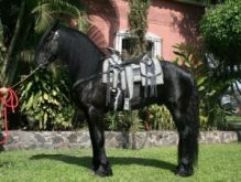 Sweet and Cute Black Friesian horse available for lovely home Image eClassifieds4u 1