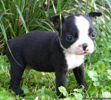 Sweet Boston Terrier Puppies For Sale, Text (408) 800-1959 Image eClassifieds4U