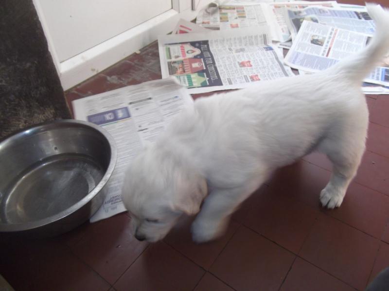 Male and Female Golden Retriever Puppies Available for x-mas Image eClassifieds4u