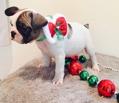 Potty Trained French Bulldog Puppies For Sale, SMS (408) 800-1959 Image eClassifieds4u
