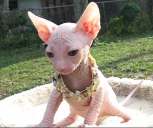socailized sphynx for adoption as a Xmas Gift Image eClassifieds4u