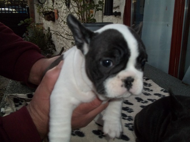 Top Quality French Bulldog Puppies For Sale, Text (408) 800-1959 Image eClassifieds4u