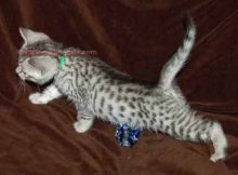 MALE AND FEMALE Egyptian Mau text me your email at 479 310 6602/email brownhanlly@gmail.com,